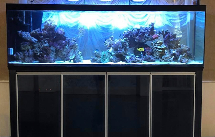 Coral Reef Image
