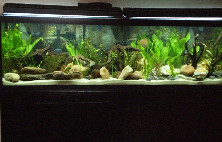 Aquatic Plant Image