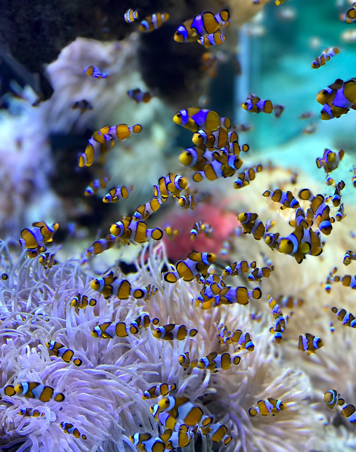 Coral Reef Image