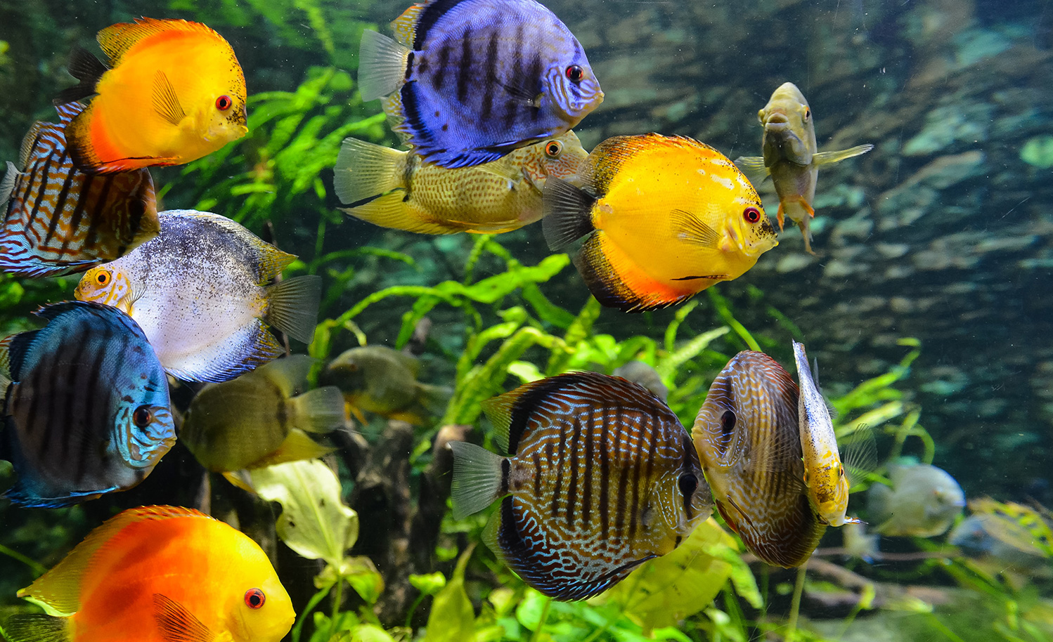 Fresh Water Aquatic Image