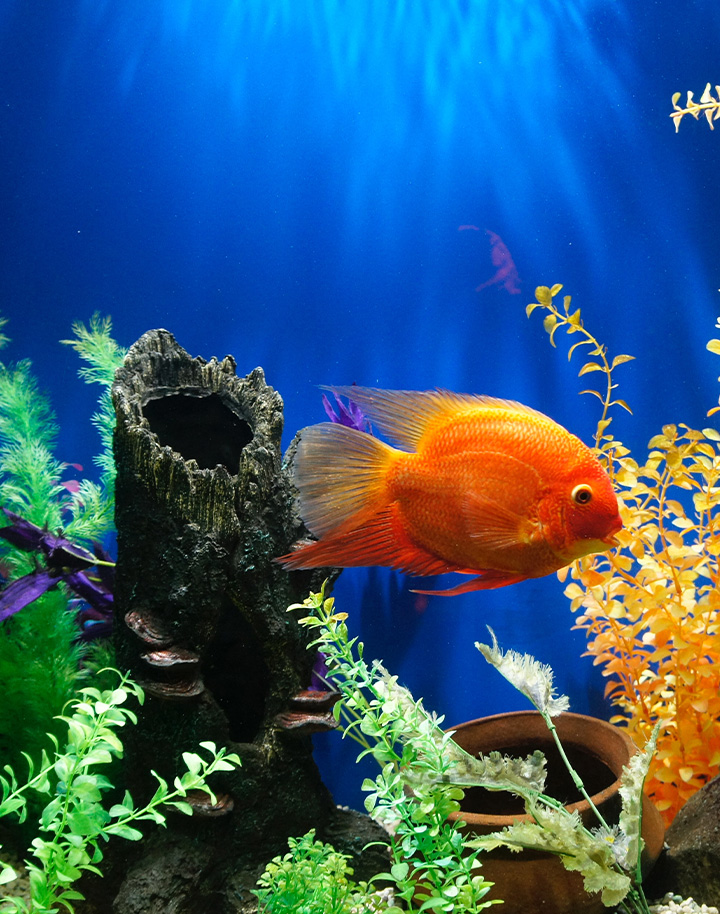Fresh Water Fish Image