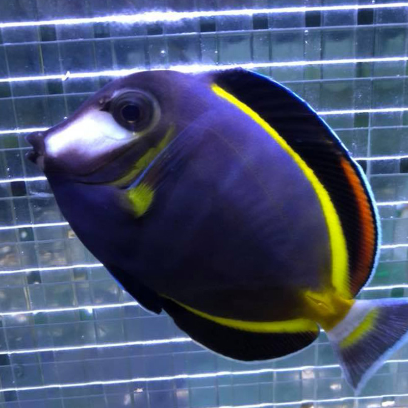 Fish