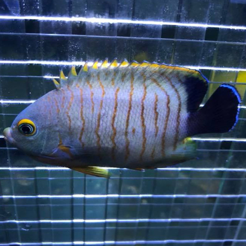 Fish