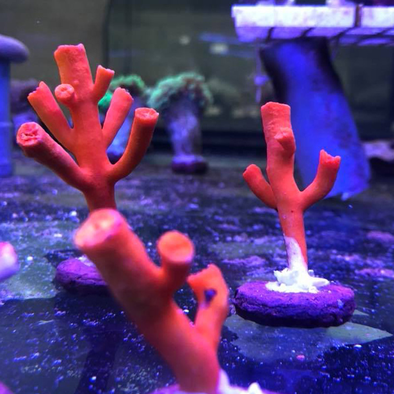 Coral