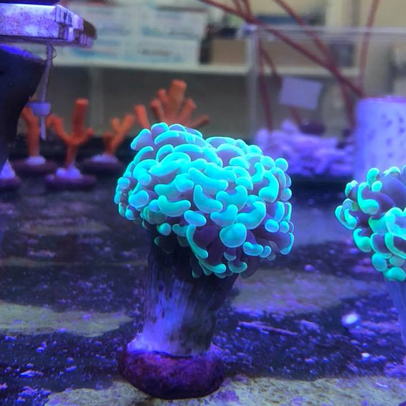 Coral