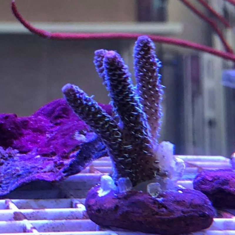 Coral