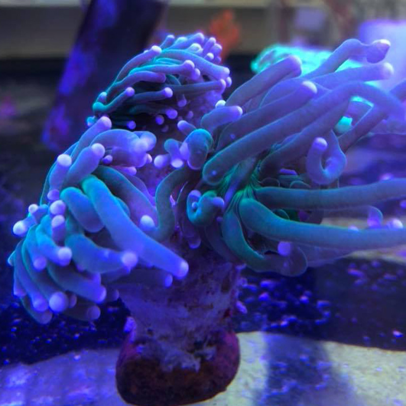 Coral